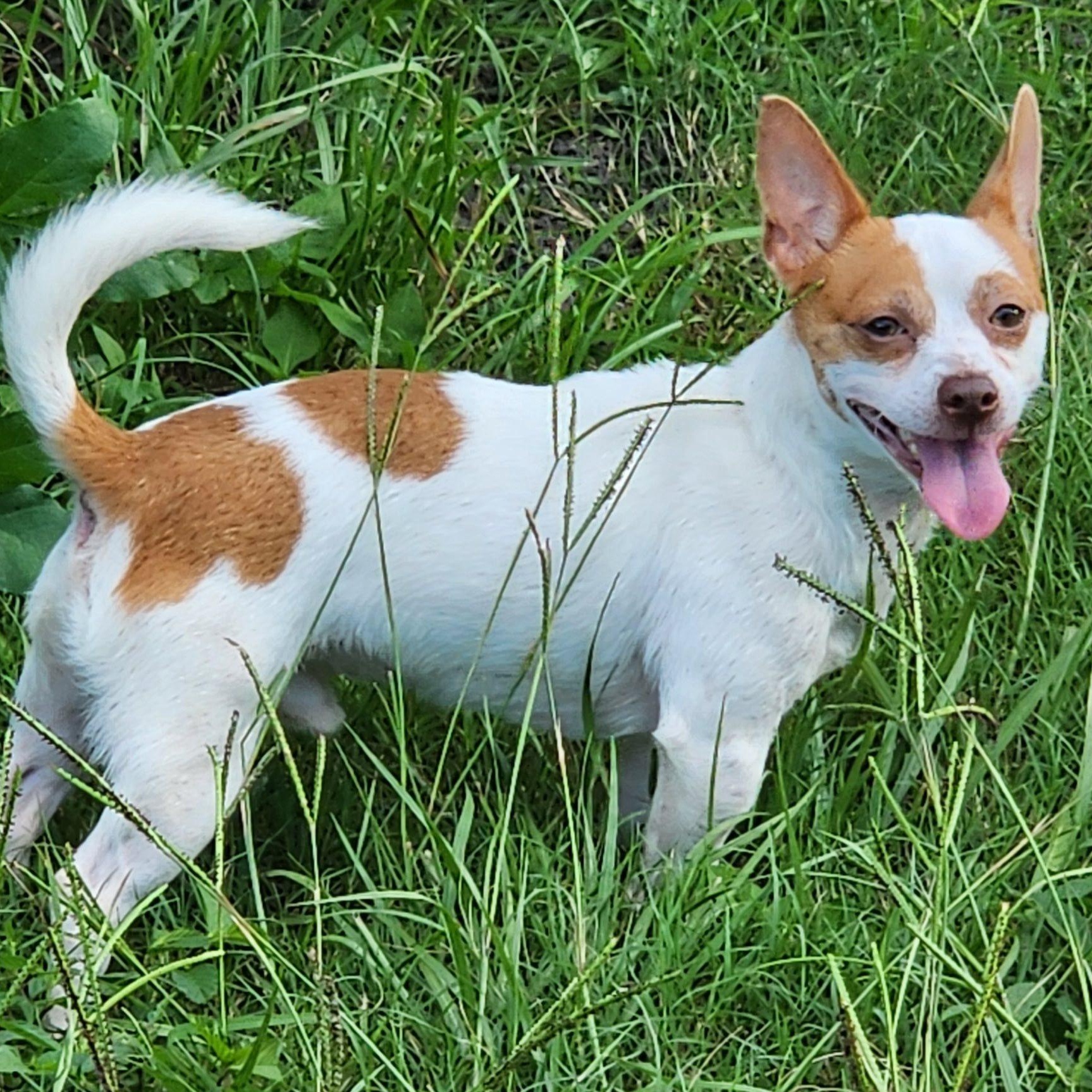 Denzel, a Adoptable mixed breed in Cape Coral, FL image 4/4