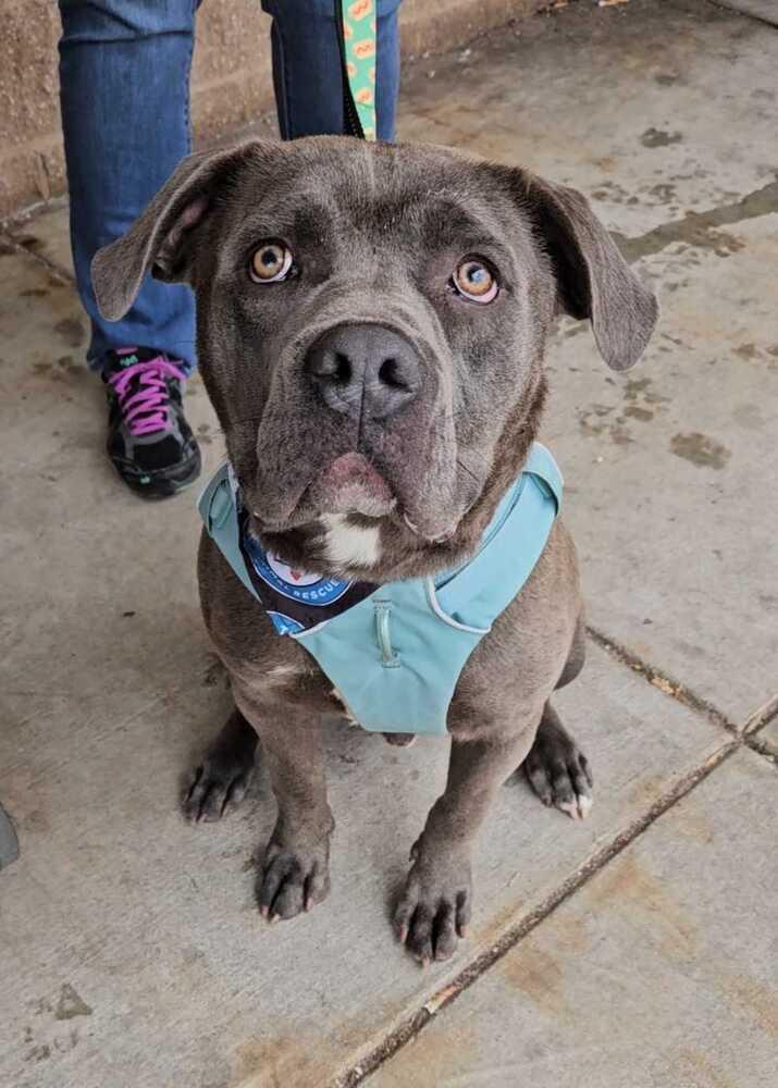 Mixel, Adoptable, Young Male Labrador Retriever.