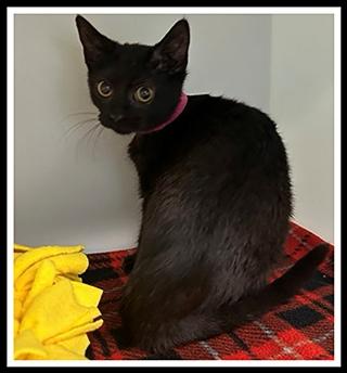 Enlarge DENISE, a Adoptable Domestic Short Hair in Peoria, IL image 1/1