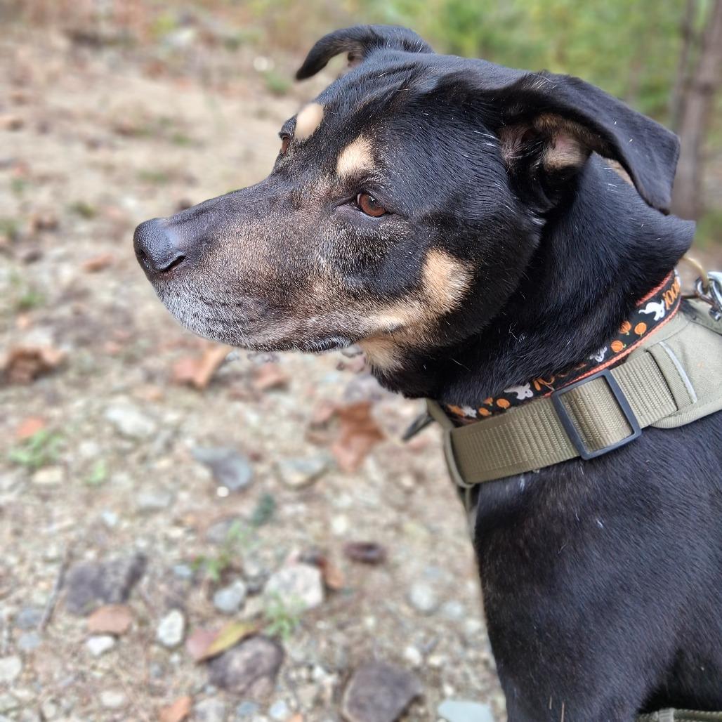 Enlarge Bruno, a Adoptable mixed breed in Charlottesville, VA image 1/6