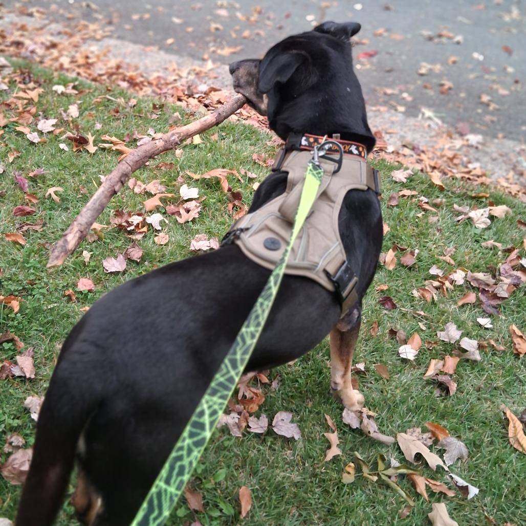 Enlarge Bruno, a Adoptable mixed breed in Charlottesville, VA image 2/6