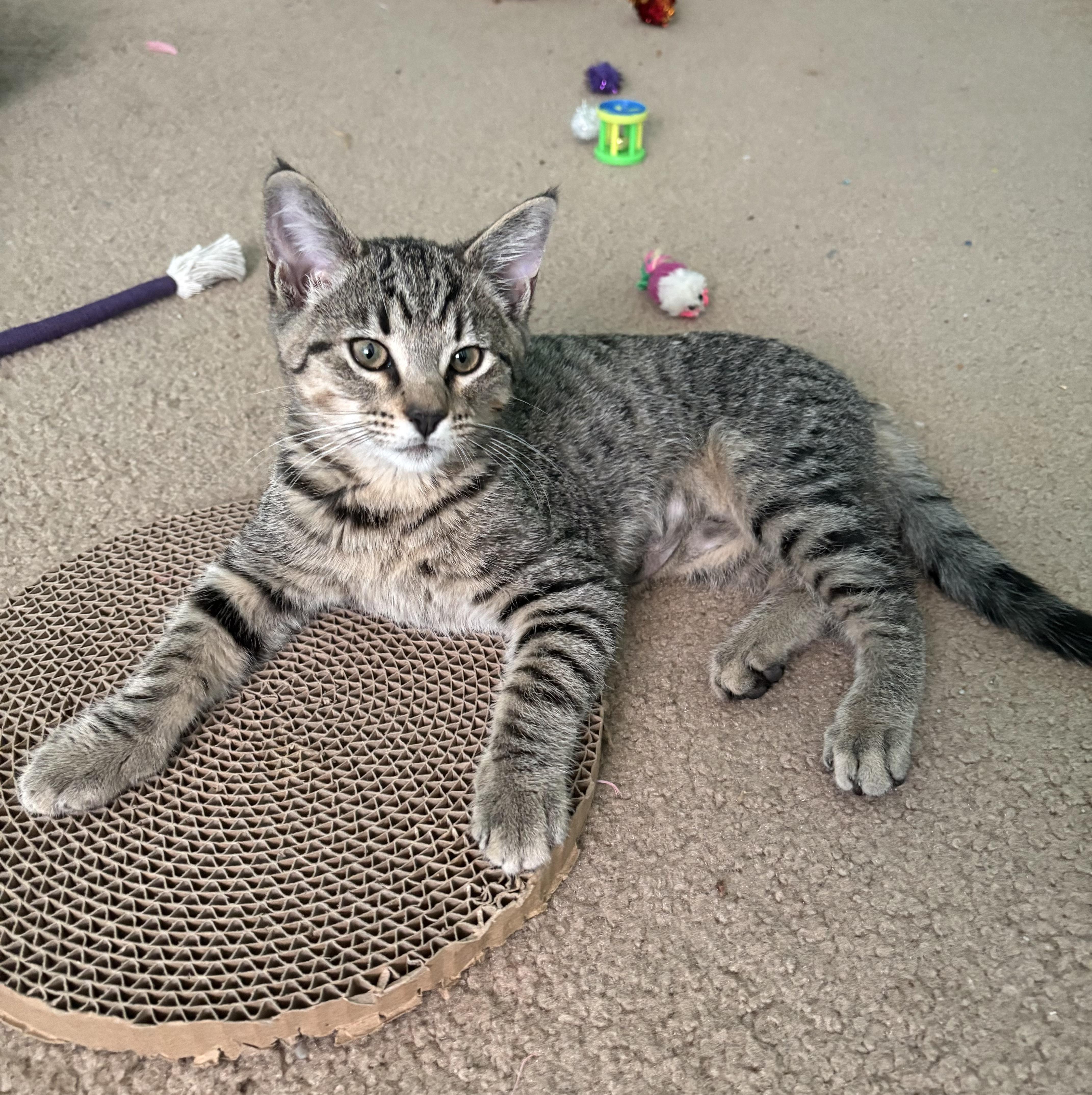 Galinda, Adoptable, Kitten Female Domestic Short Hair.
