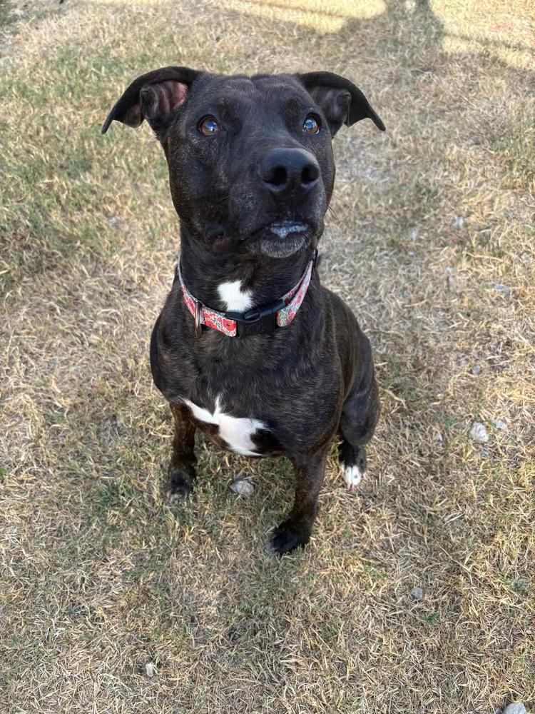 Enlarge Rosie, a Adoptable mixed breed in TULSA, OK image 1/4