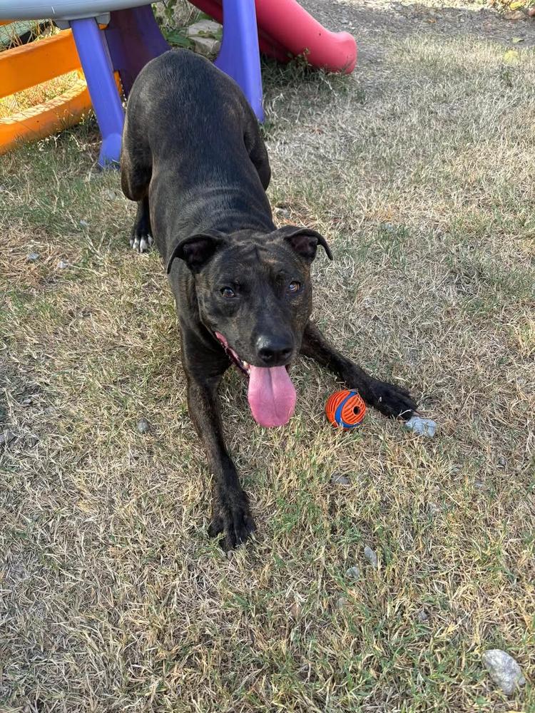 Enlarge Rosie, a Adoptable mixed breed in TULSA, OK image 2/4