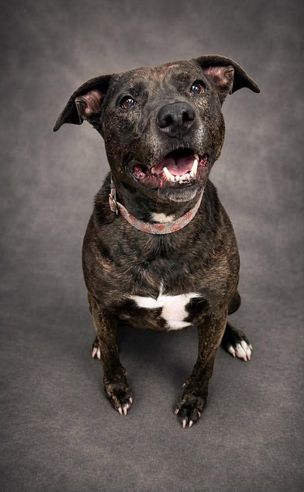 Enlarge Rosie, a Adoptable mixed breed in TULSA, OK image 3/5