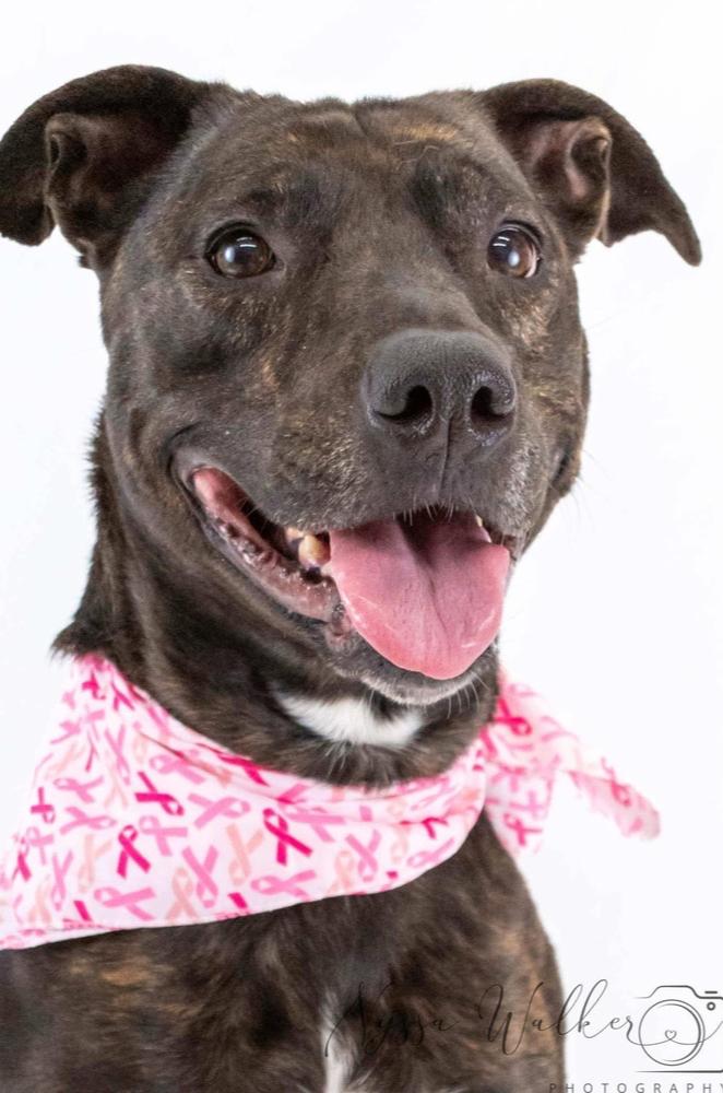 Rosie, Adoptable, Young Female American Staffordshire Terrier.