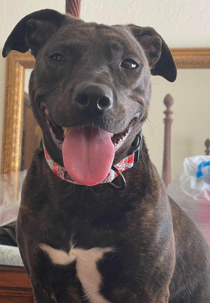 Enlarge Rosie, a Adoptable mixed breed in TULSA, OK image 4/4