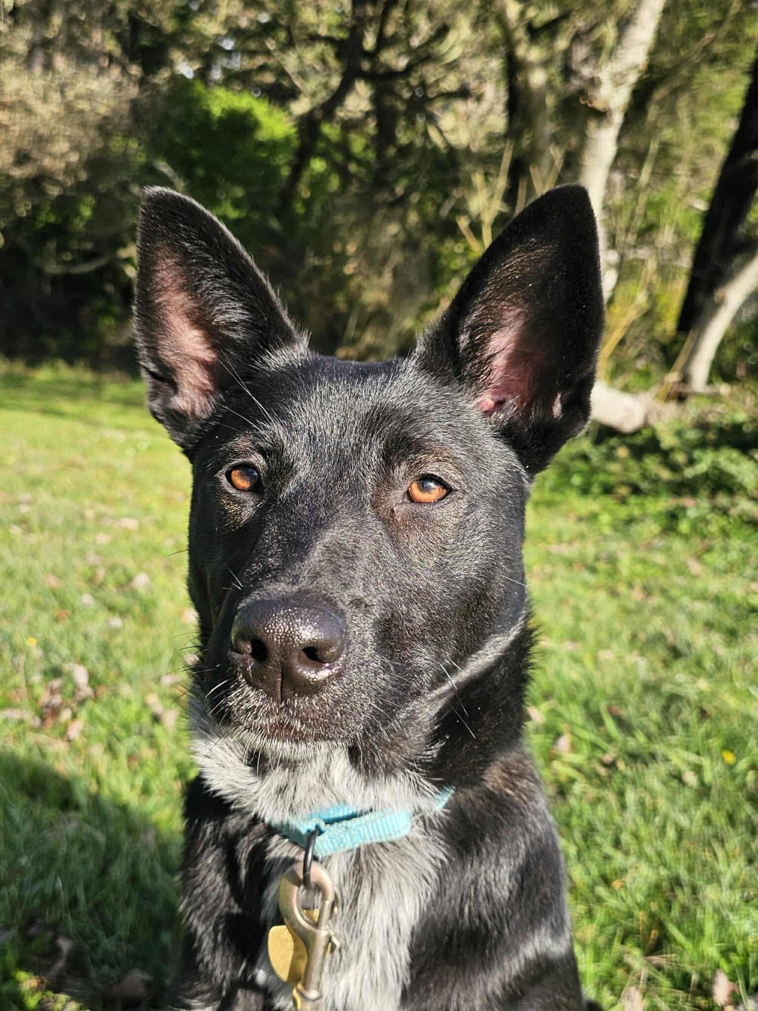 Ridley, a Adoptable mixed breed in Crescent city, CA image 1/5