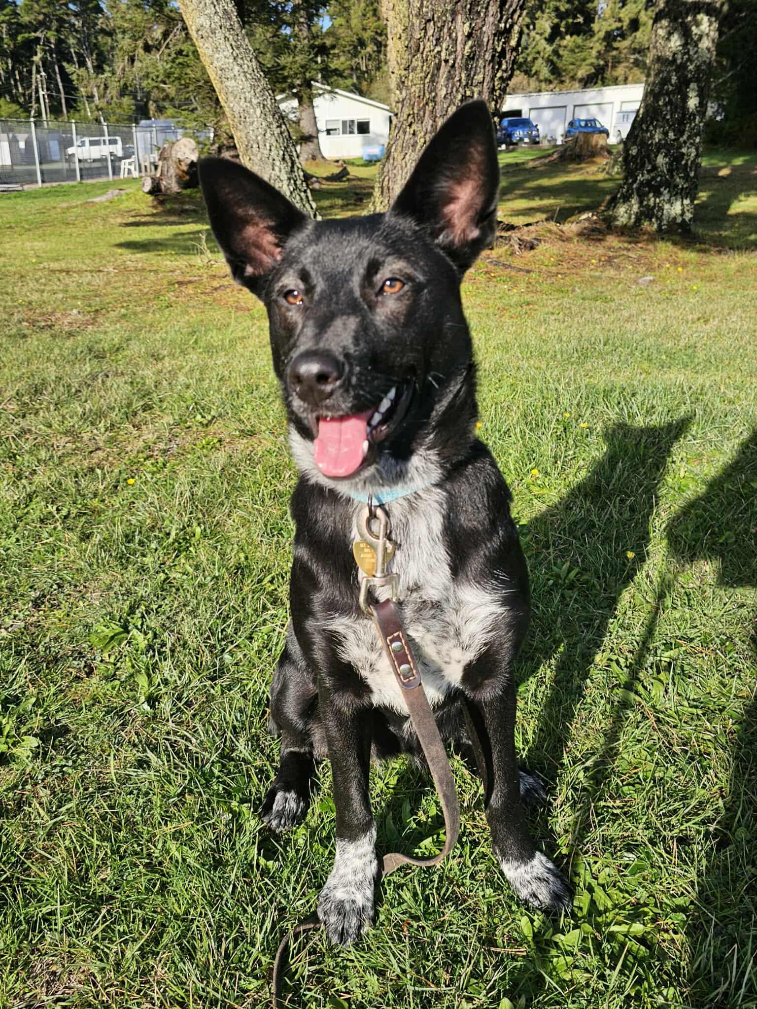 Ridley, a Adoptable mixed breed in Crescent city, CA image 2/5