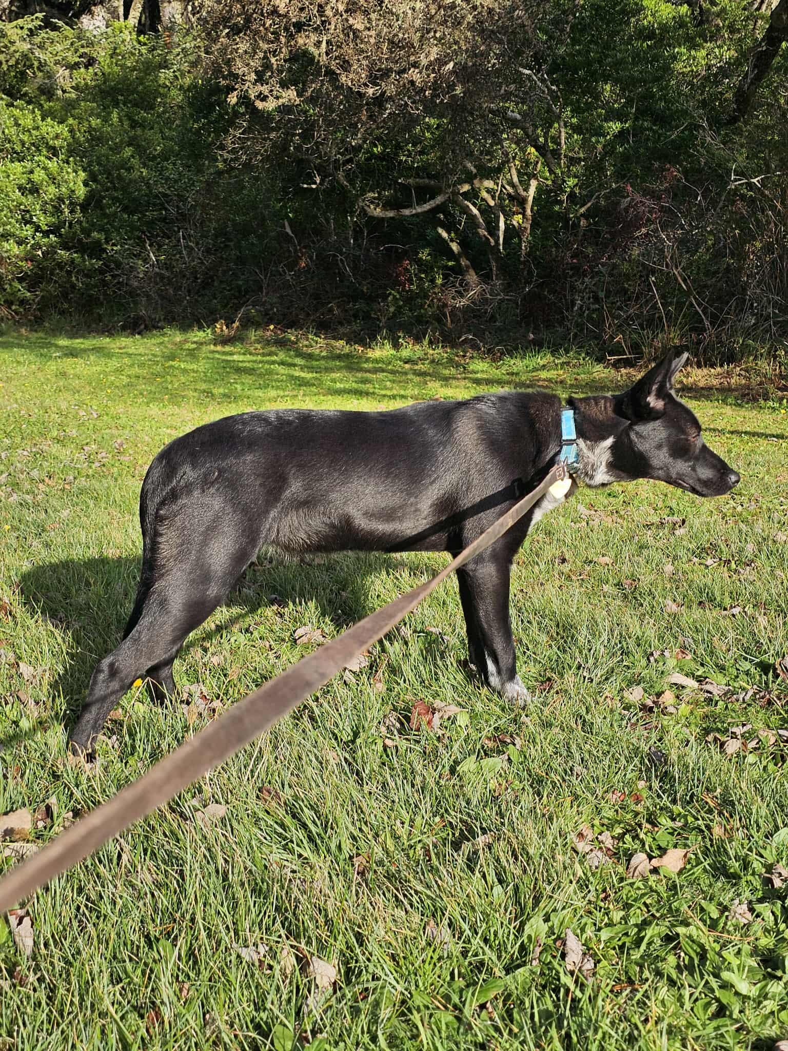 Ridley, a Adoptable mixed breed in Crescent city, CA image 3/5