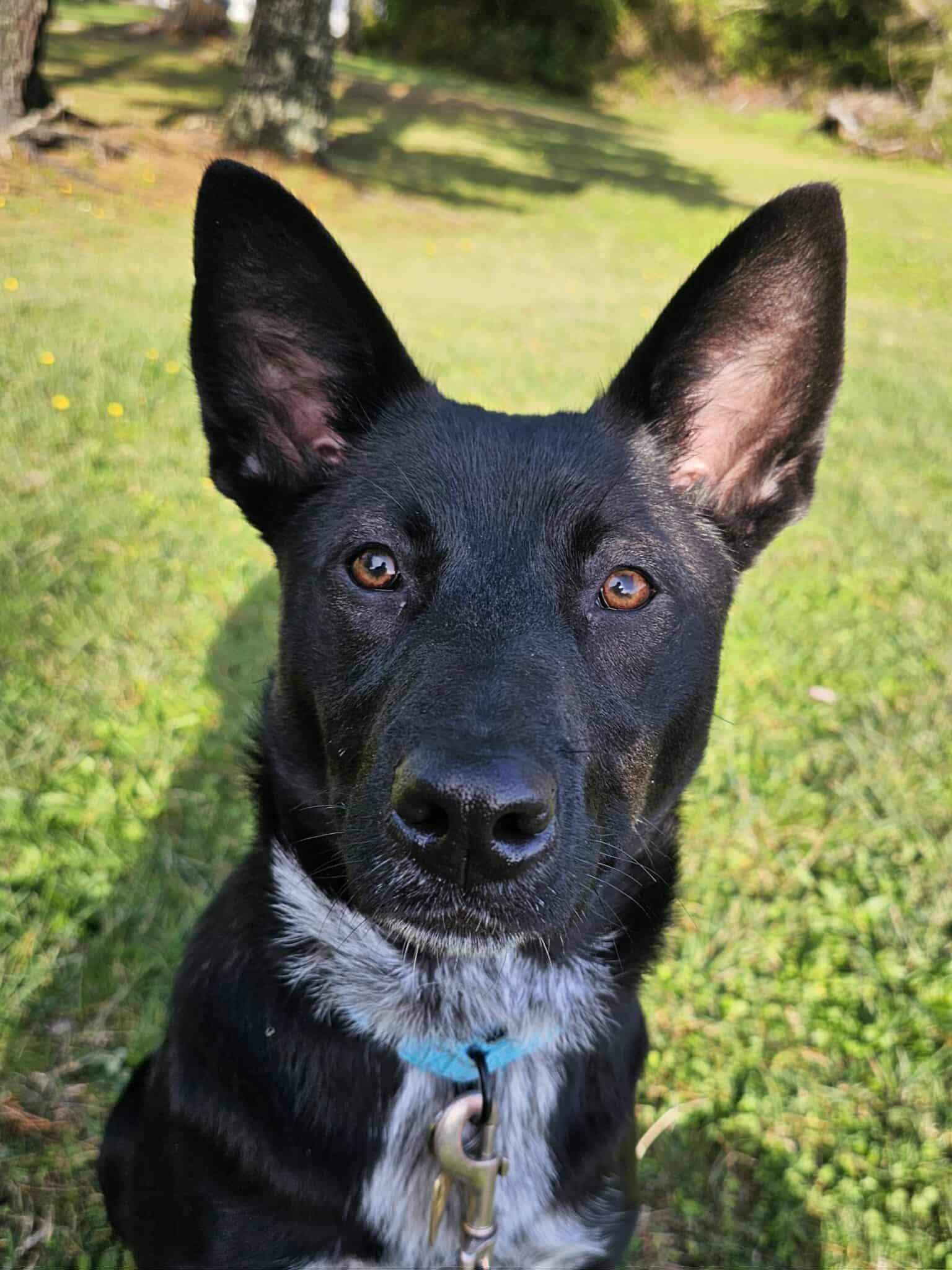 Ridley, a Adoptable mixed breed in Crescent city, CA image 4/5