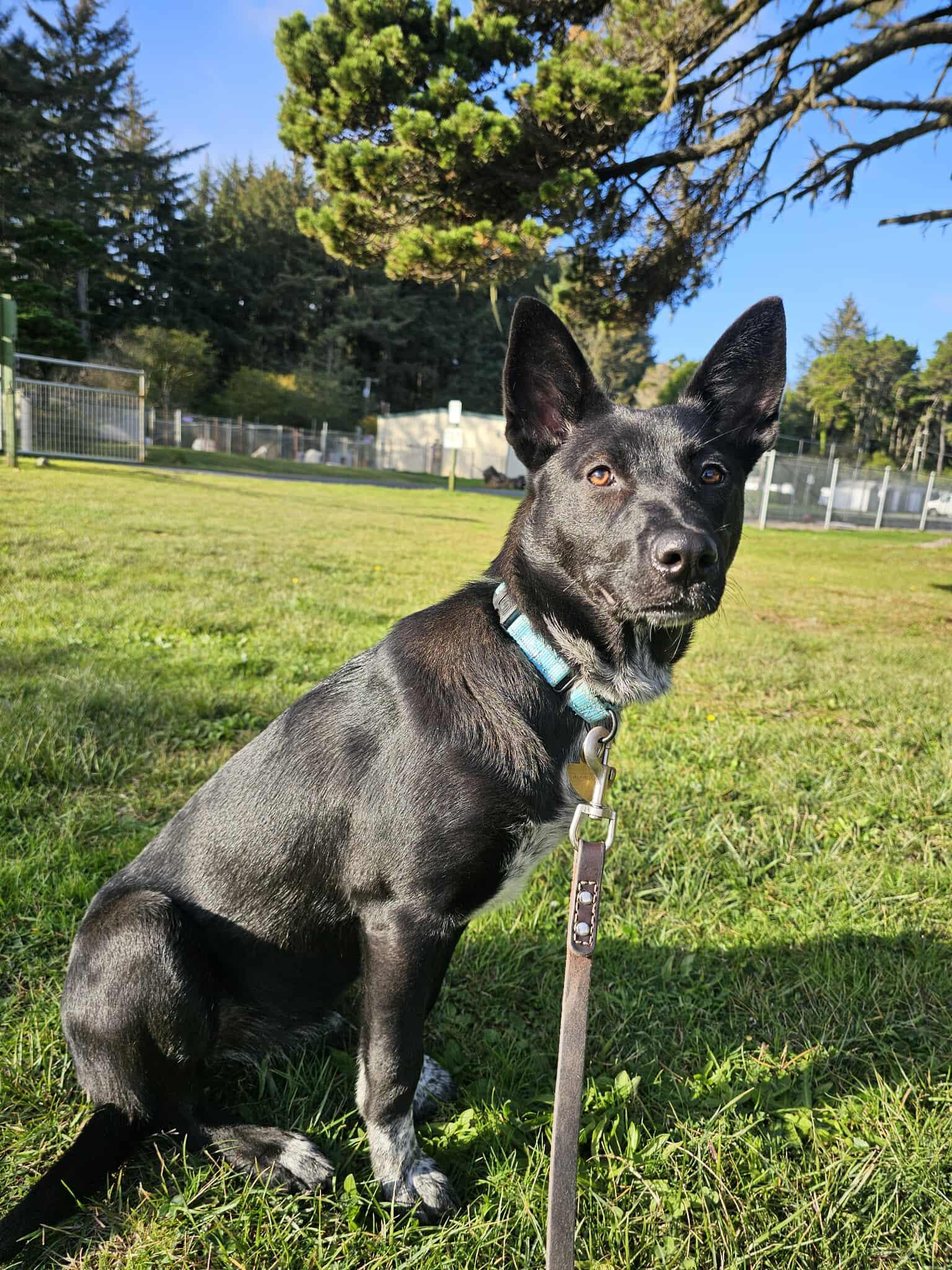 Ridley, a Adoptable mixed breed in Crescent city, CA image 5/5