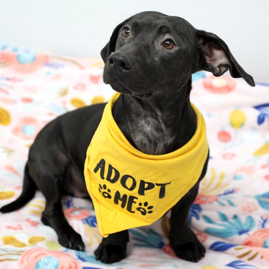 Cove, a Adoptable mixed breed in Fairfax, VA image 1/3