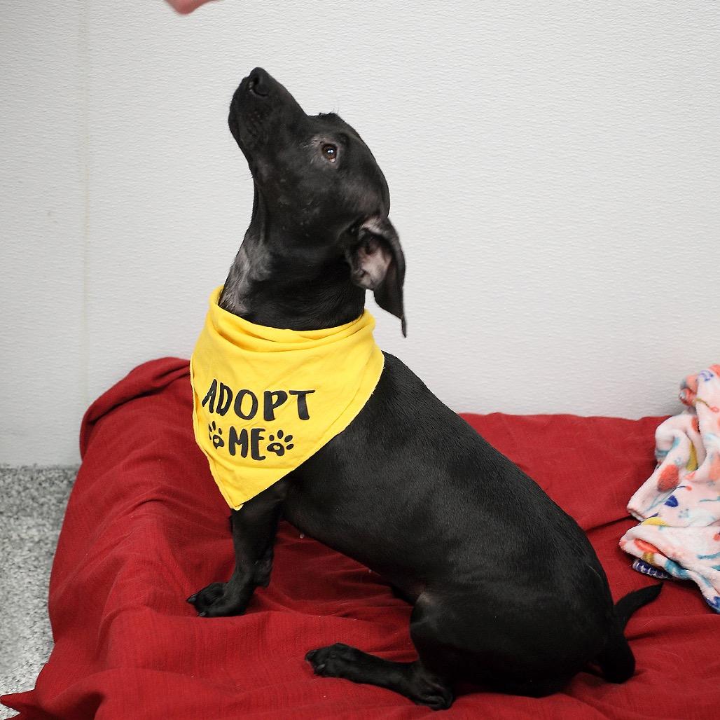 Cove, a Adoptable mixed breed in Fairfax, VA image 2/3