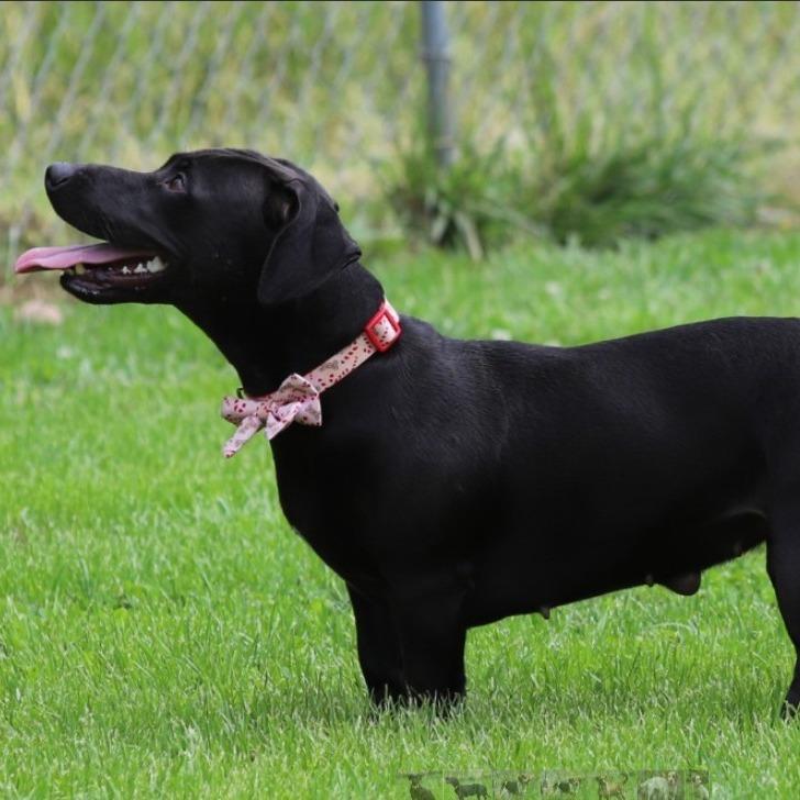 Cove, Adoptable, Adult Female Dachshund.