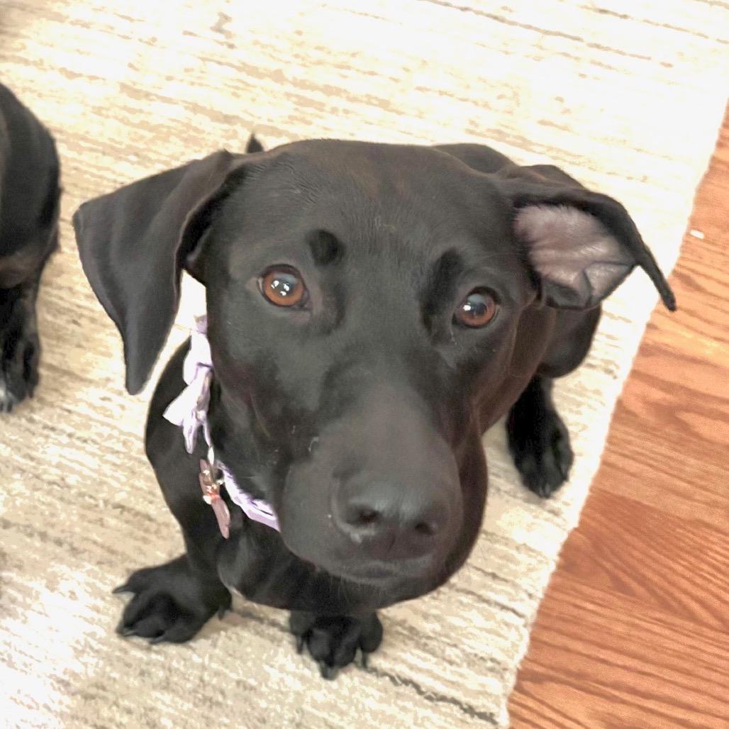 Cove, a Adoptable mixed breed in Fairfax, VA image 1/6