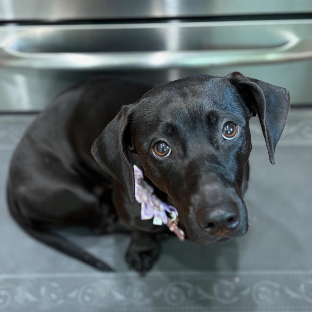 Cove, a Adoptable mixed breed in Fairfax, VA image 2/6