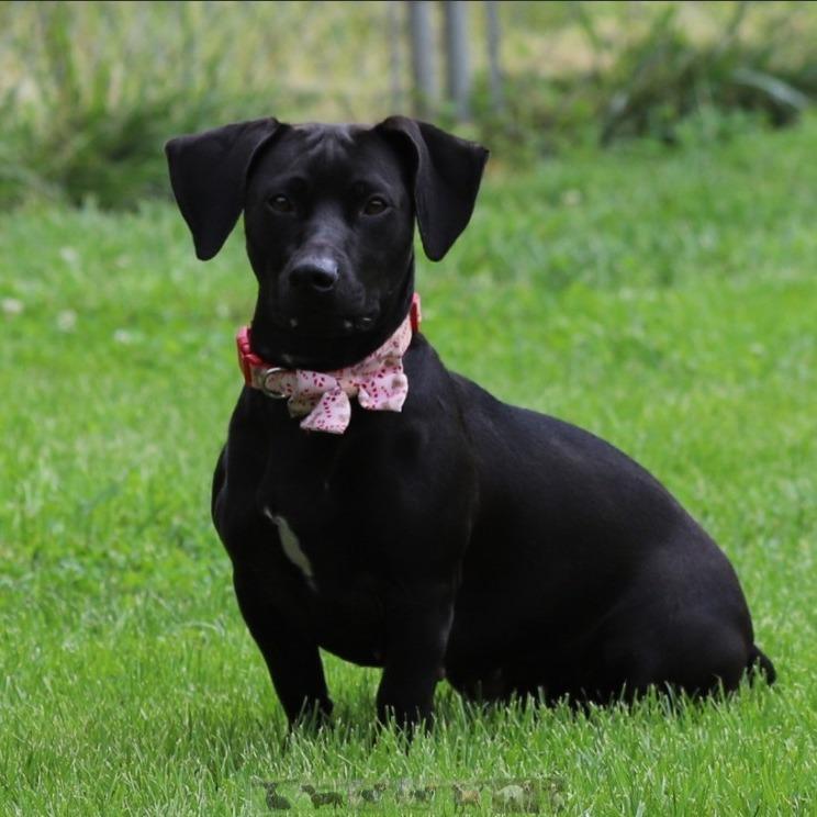 Cove, a Adoptable mixed breed in Fairfax, VA image 3/6