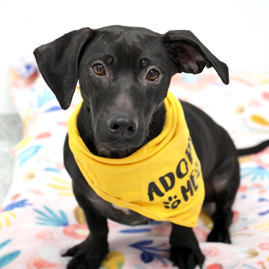 Cove, a Adoptable mixed breed in Fairfax, VA image 3/3