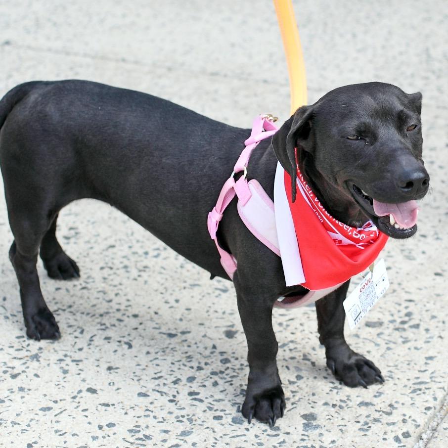 Cove, a Adoptable mixed breed in Fairfax, VA image 4/6