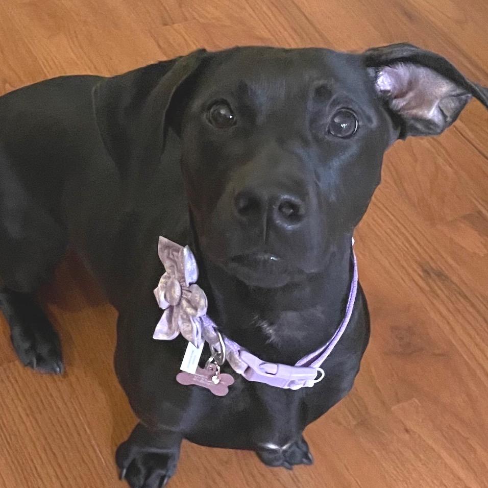 Cove, a Adoptable mixed breed in Fairfax, VA image 6/6