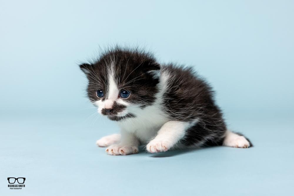 Larry, Adoptable, Kitten Male Domestic Short Hair.