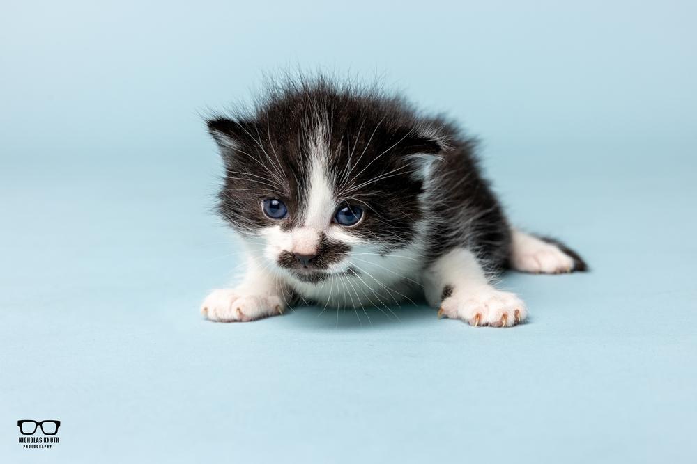 Larry, a Adoptable Domestic Short Hair in Palatine, IL image 3/4