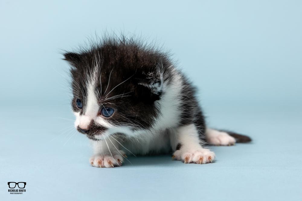 Larry, a Adoptable Domestic Short Hair in Palatine, IL image 4/4