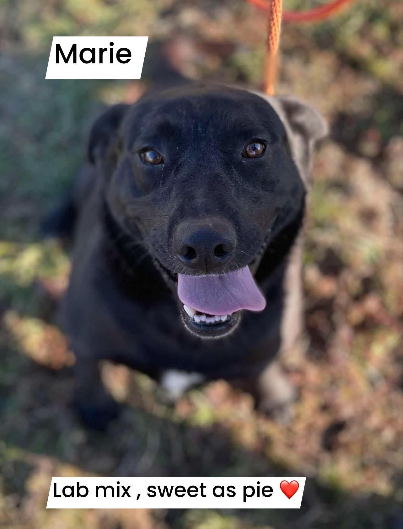 Enlarge Marie, a Adoptable mixed breed in Greenfield, TN image 1/1