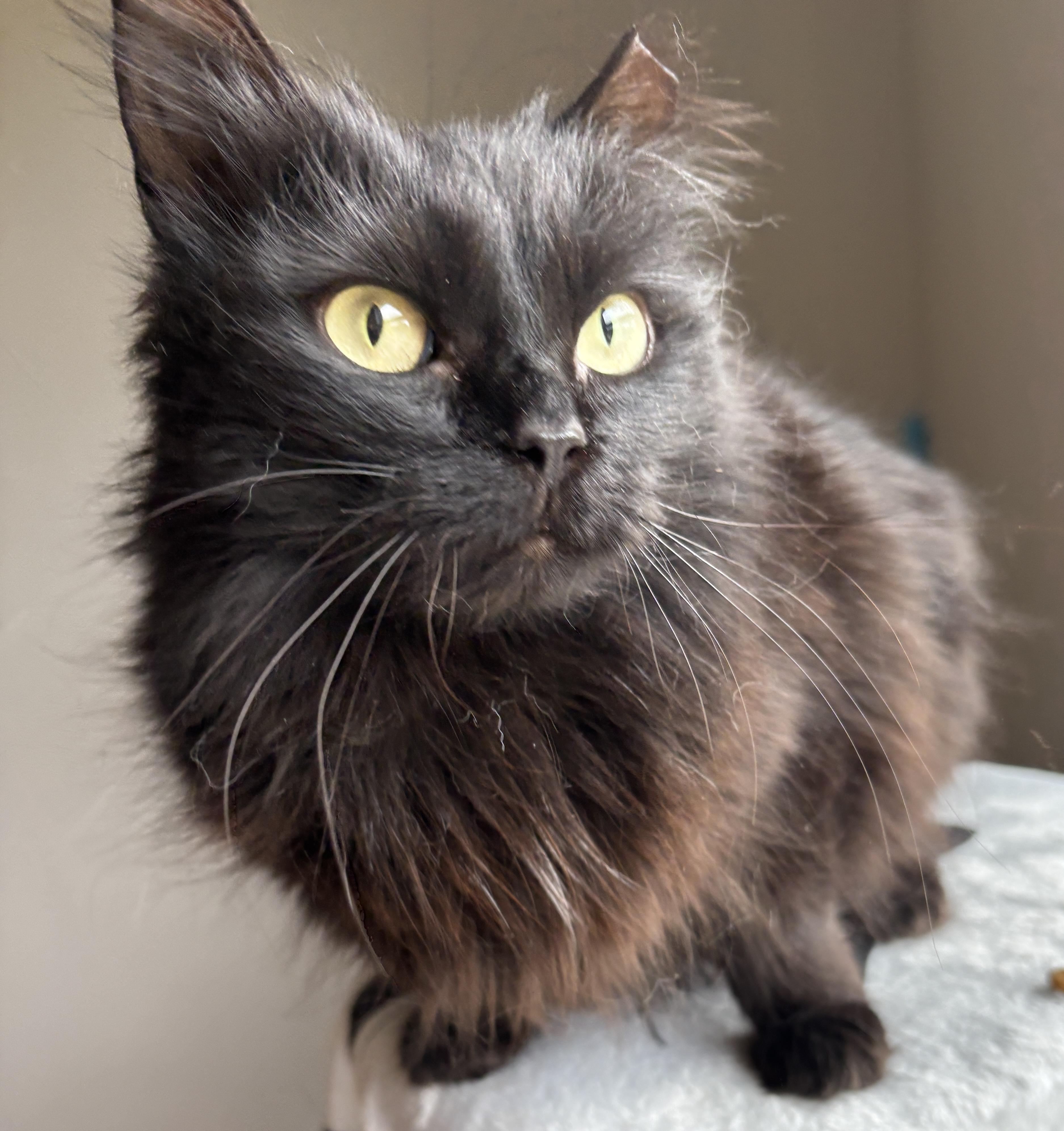 LITTLE CRITTER, Adult Female Domestic Long Hair