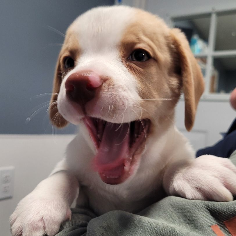 Vinnie, an adoptable English Springer Spaniel in Sequim, WA, 98382 | Photo Image 2