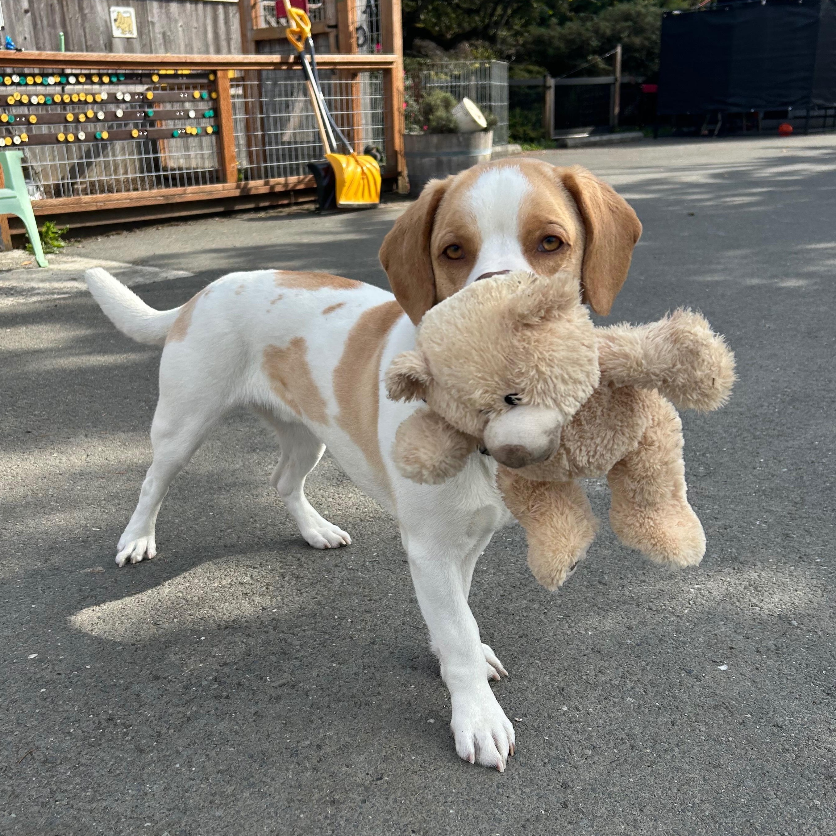 Vinnie, a Adoptable mixed breed in Sequim, WA image 3/4