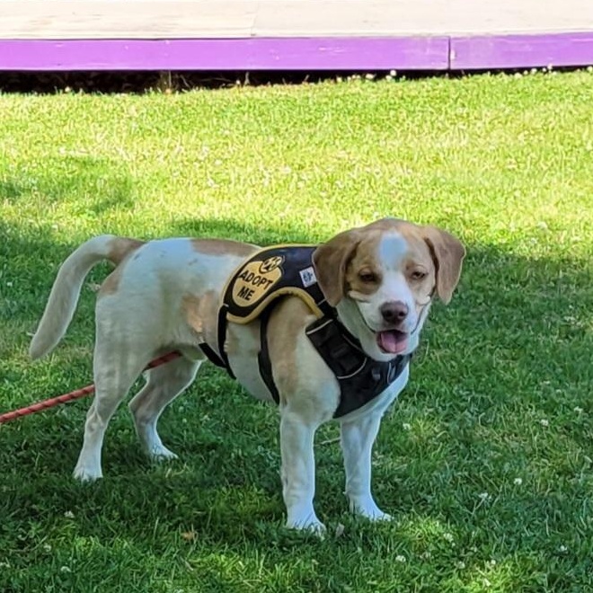 Vinnie, an adoptable English Springer Spaniel in Sequim, WA, 98382 | Photo Image 3