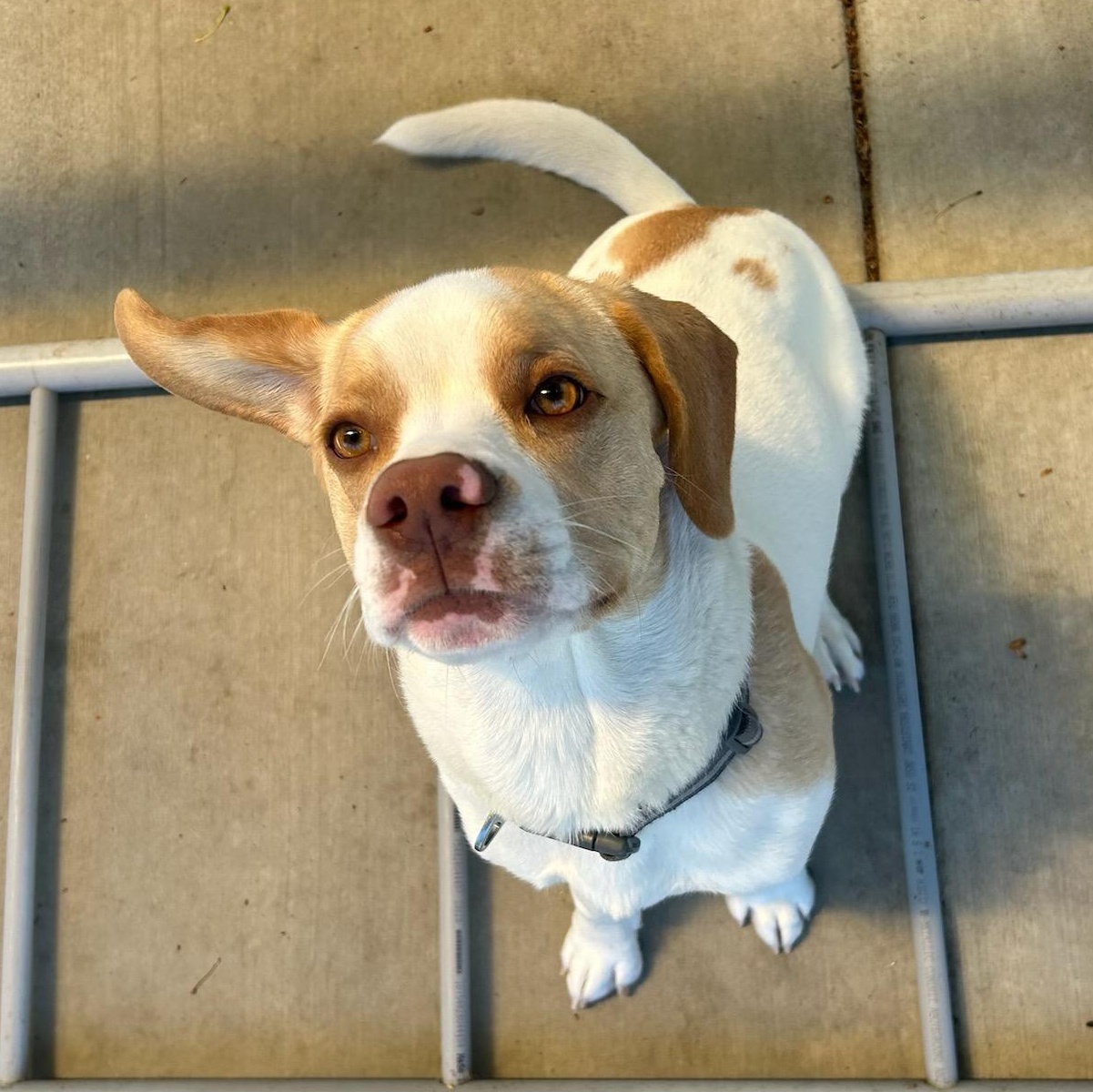 Vinnie, an adoptable English Springer Spaniel in Sequim, WA, 98382 | Photo Image 1