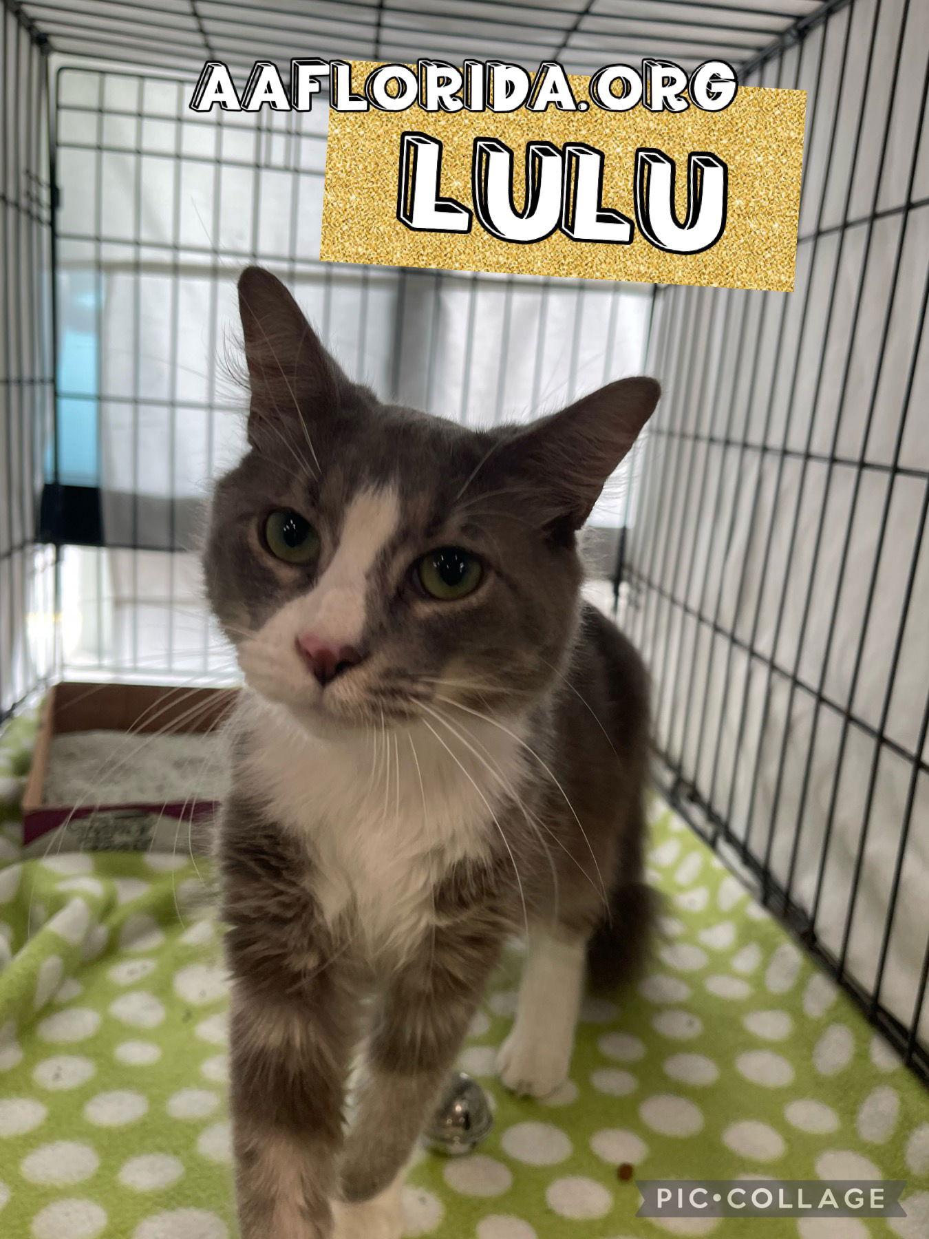 Enlarge Lulu 2023, a Adopted Domestic Medium Hair in Pensacola, FL image 1/1
