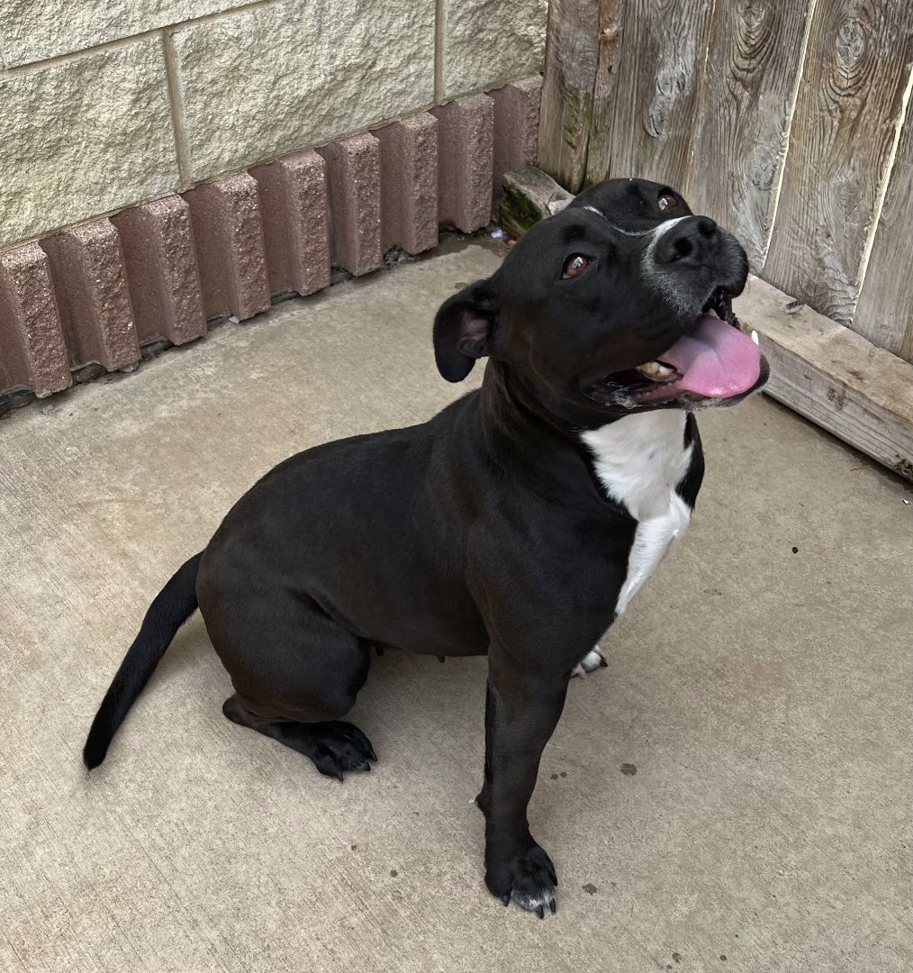 Enlarge Morena "Polly Pocket", a Adoptable mixed breed in Wheeling, IL image 9/12