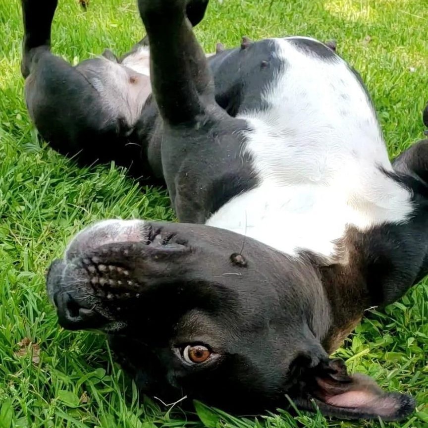 Enlarge Morena "Polly Pocket", a Adoptable mixed breed in Wheeling, IL image 10/12