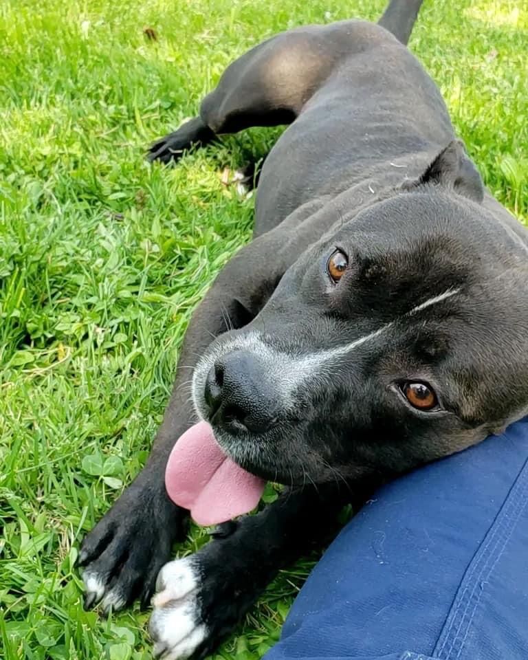 Enlarge Morena "Polly Pocket", a Adoptable mixed breed in Wheeling, IL image 12/12