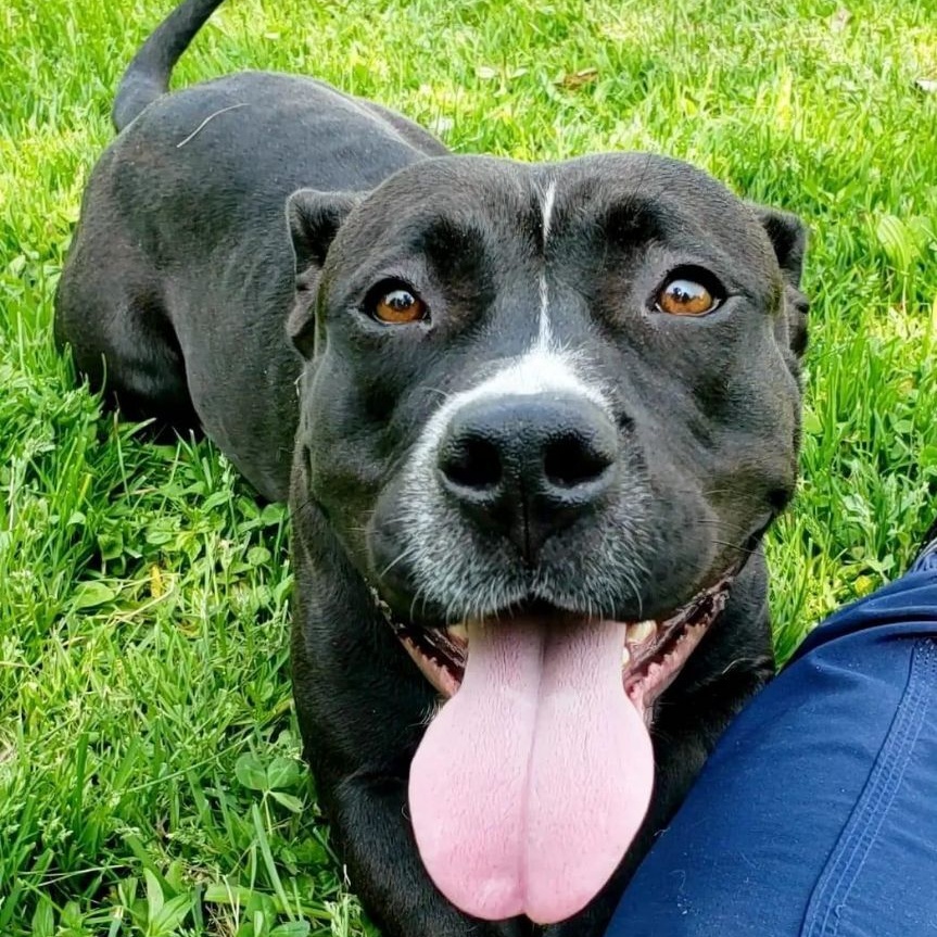 Morena "Polly Pocket", a Adoptable mixed breed in Wheeling, IL image 1/12