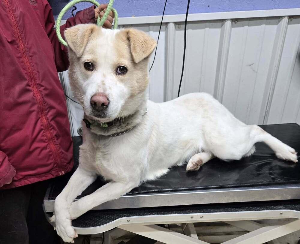 Noel, Adoptable, Adult Female Great Pyrenees.