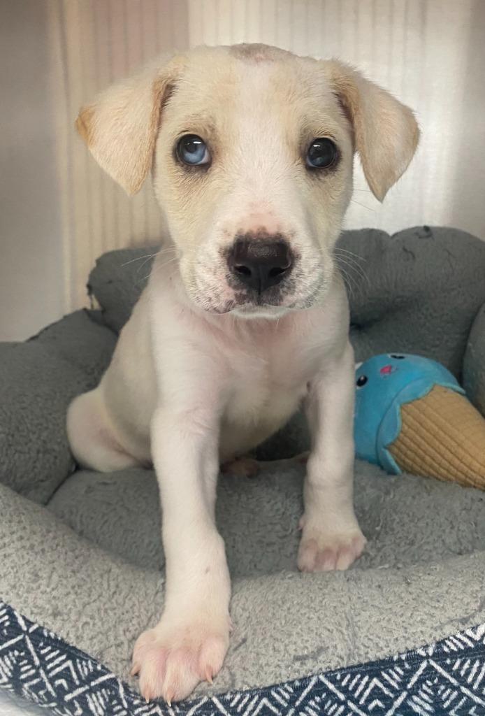 Skids, a Adoptable mixed breed in Bryant, AR image 1/4