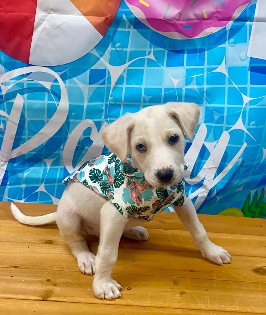 Skids, a Adoptable mixed breed in Bryant, AR image 3/4
