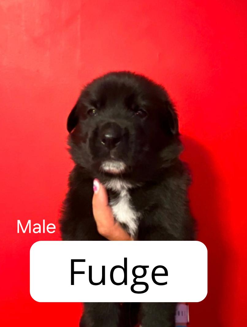 Enlarge Fudge, a ADOPTABLE mixed breed in Lake Elsinore, CA image 1/1