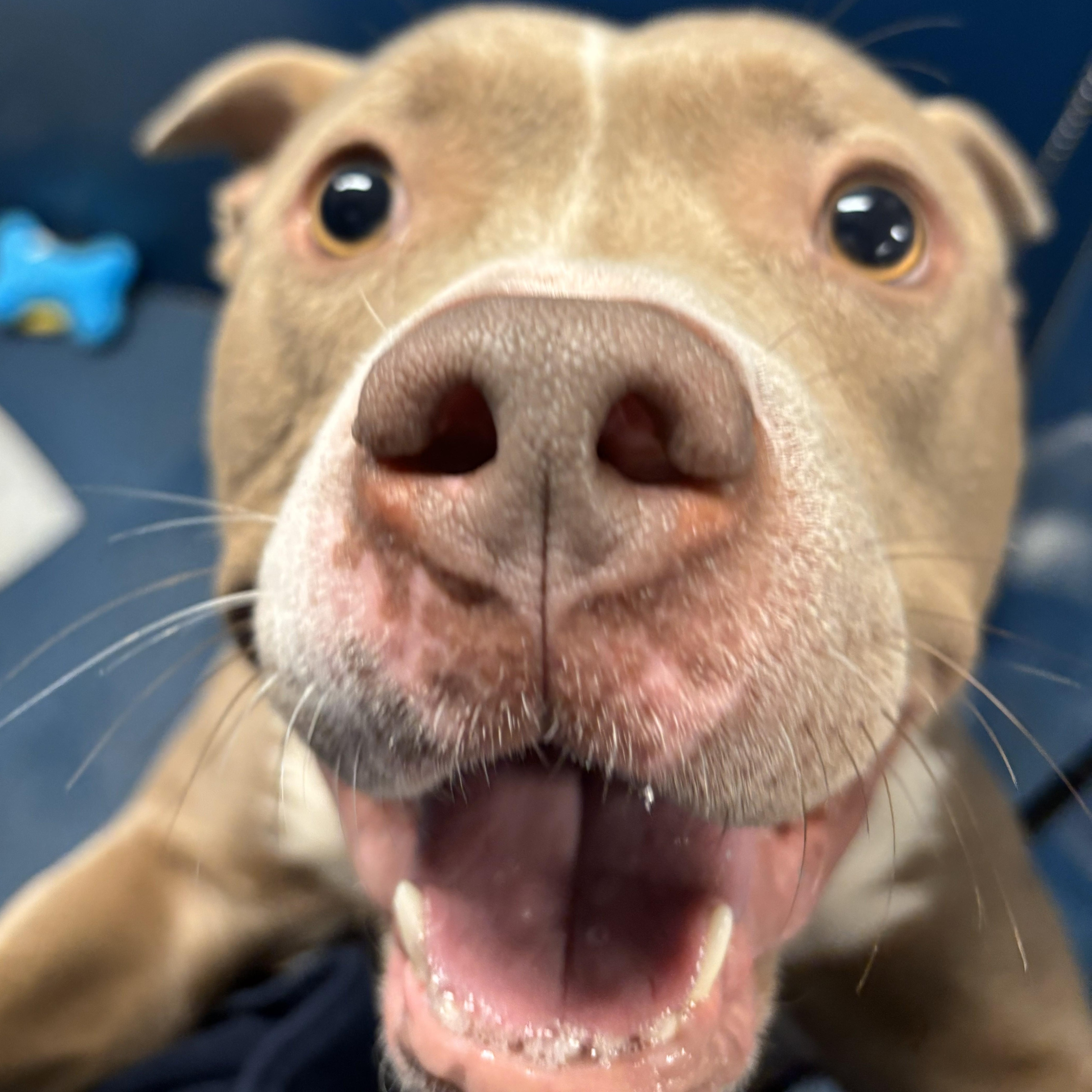 Enlarge Chungus, a ADOPTABLE mixed breed in The Dalles, OR image 3/5