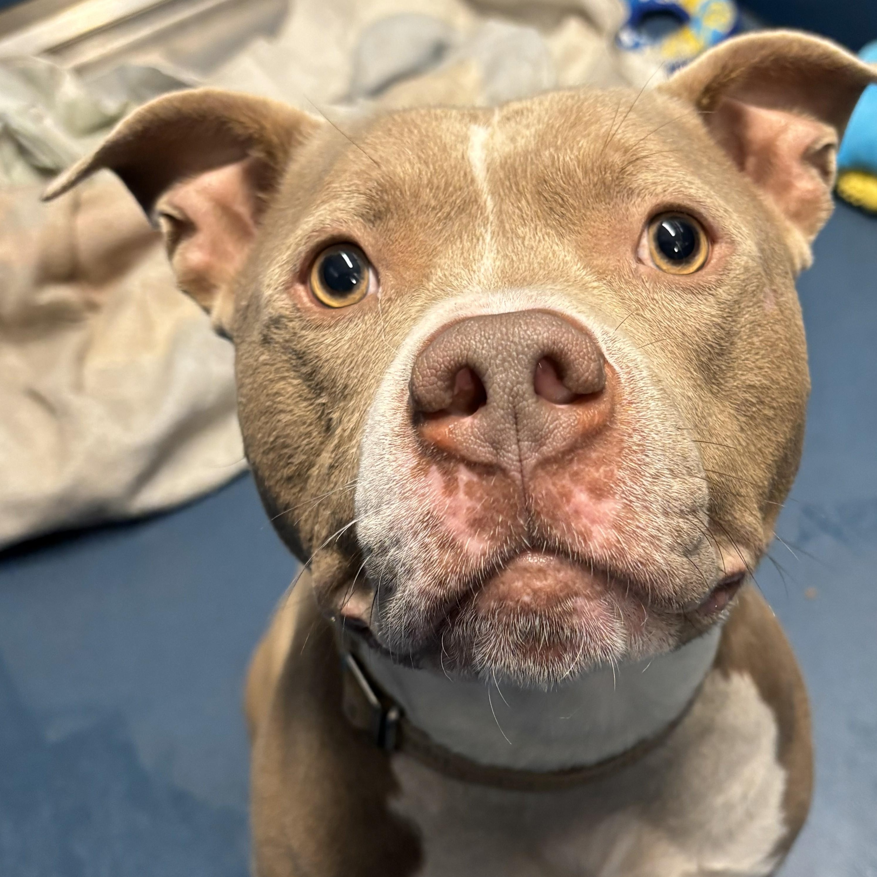 Enlarge Chungus, a ADOPTABLE mixed breed in The Dalles, OR image 2/5
