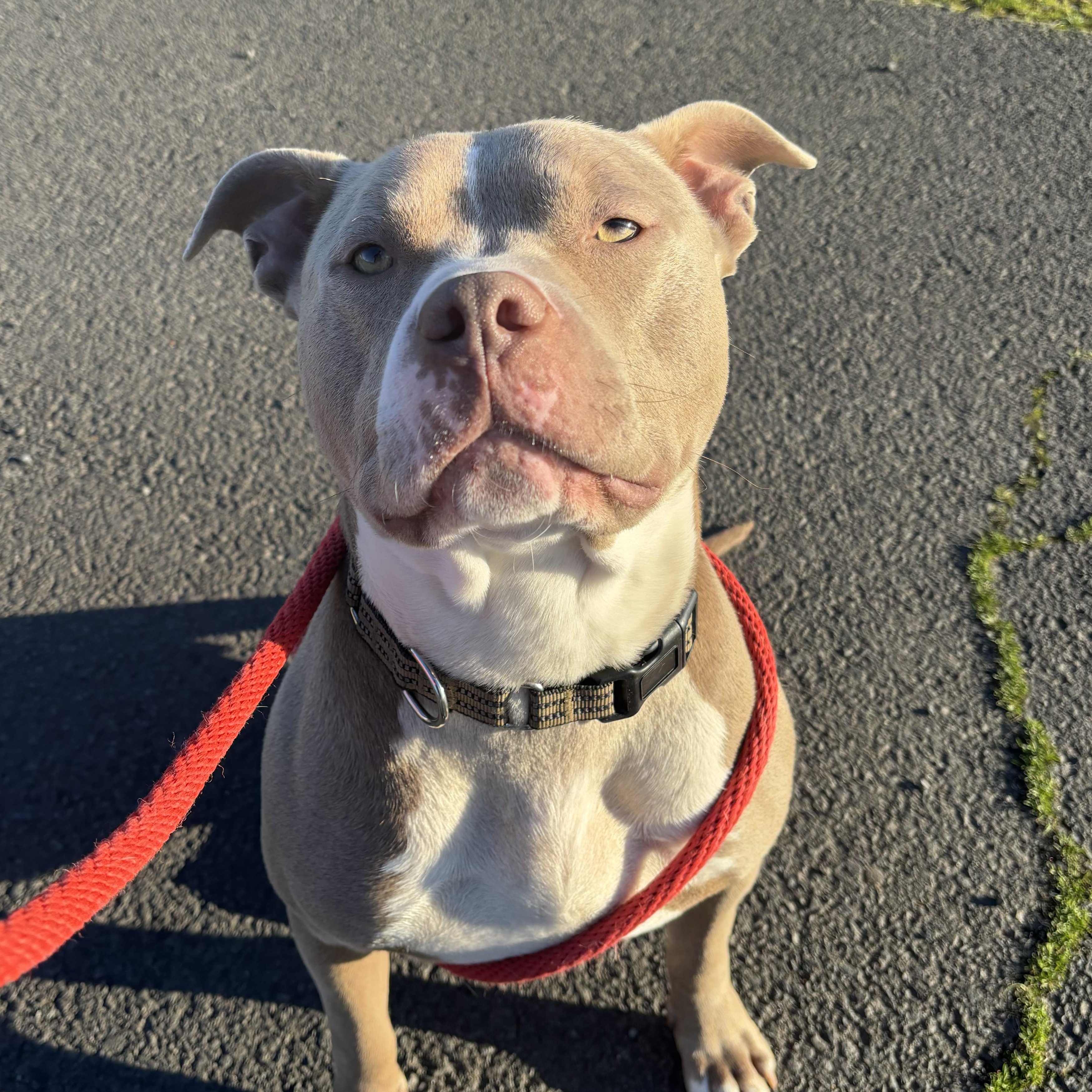 Enlarge Chungus, a ADOPTABLE mixed breed in The Dalles, OR image 2/6