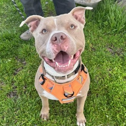 Chungus, ADOPTABLE, Adult Male American Bully.