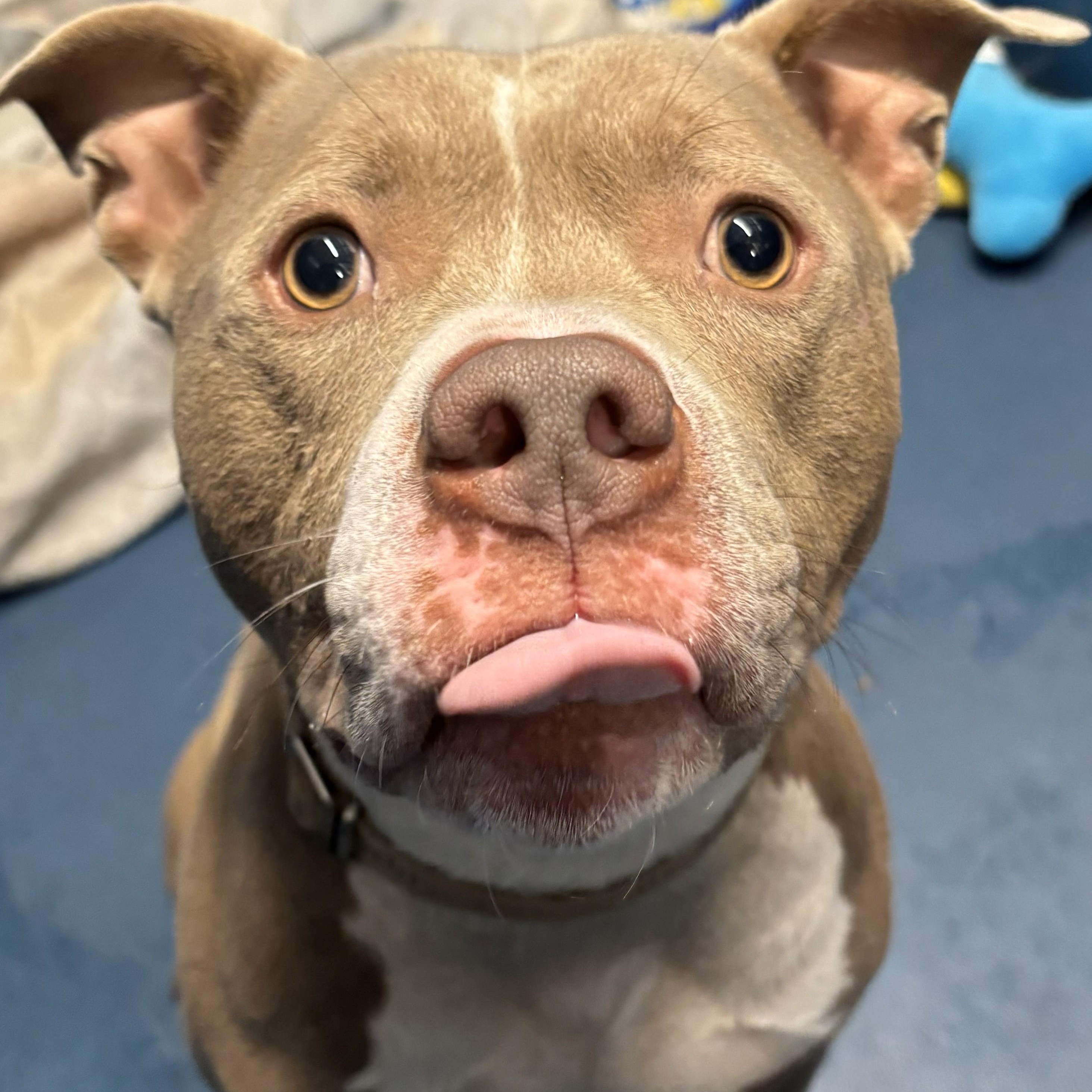 Enlarge Chungus, a ADOPTABLE mixed breed in The Dalles, OR image 5/5