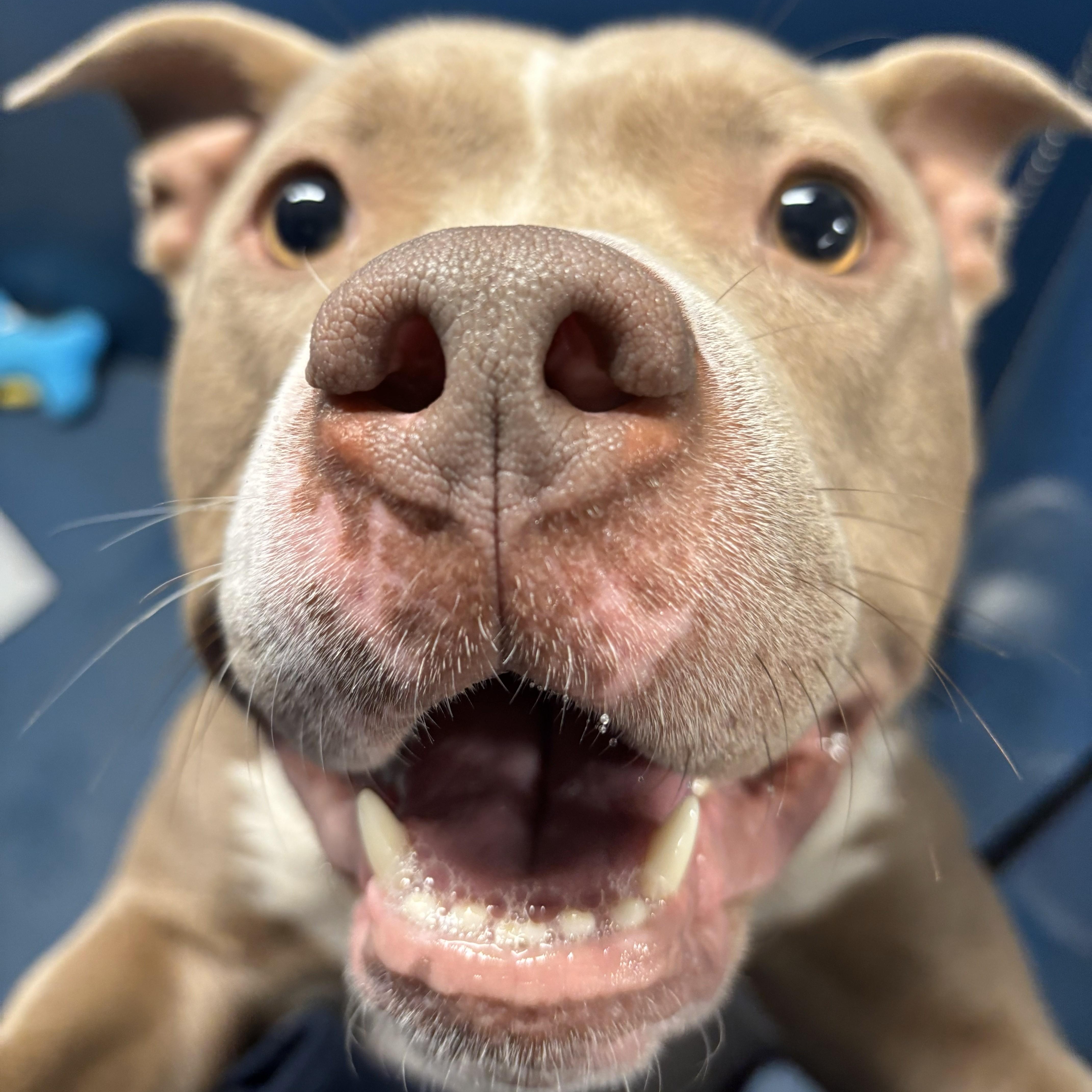 Enlarge Chungus, a ADOPTABLE mixed breed in The Dalles, OR image 1/5