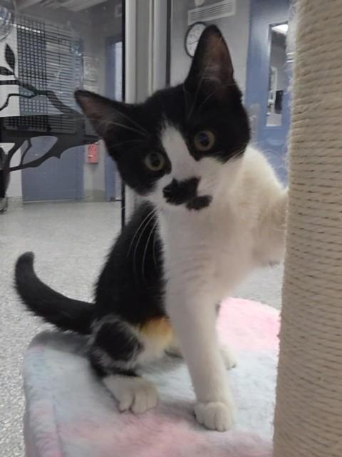 LOLLY, Adoptable, Kitten Female Domestic Short Hair.